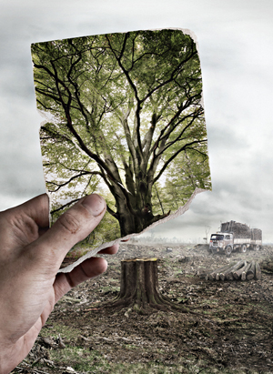 Deforestation