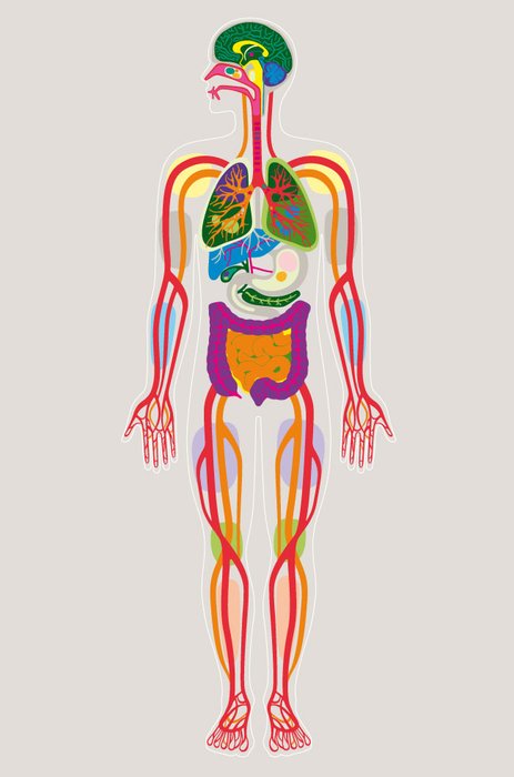 Body
